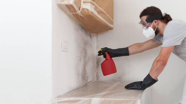 Professional Basement Mold Remediation technician working in Peabody, MA