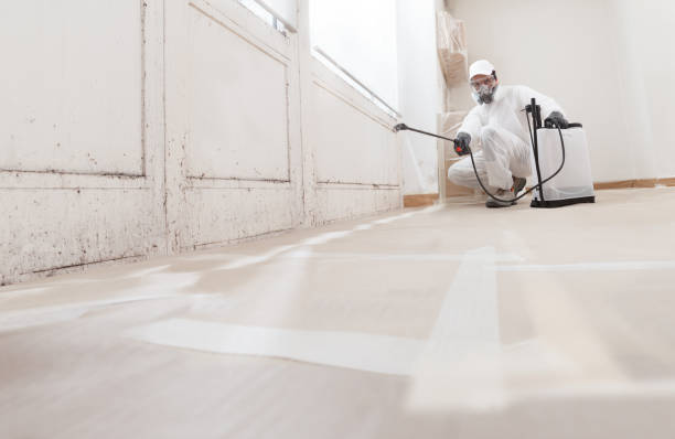 24/7 Emergency Basement Mold Remediation experts in Peabody, MA