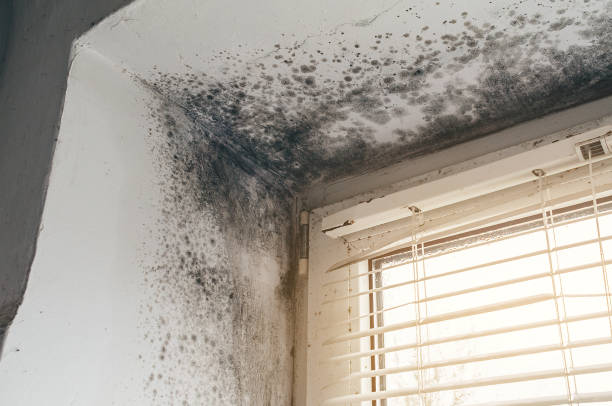 Trusted Basement Mold Remediation service in Peabody, MA - Cheap Mold Removal